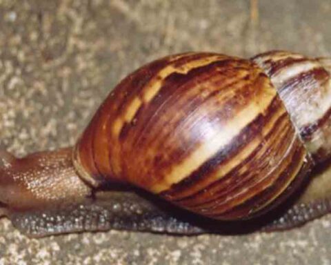 Alerta en Mayabeque por incremento del caracol africano
