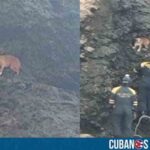 Perro atrapado en la cascada del Hotel Nacional en La Habana fue rescatado por bomberos
