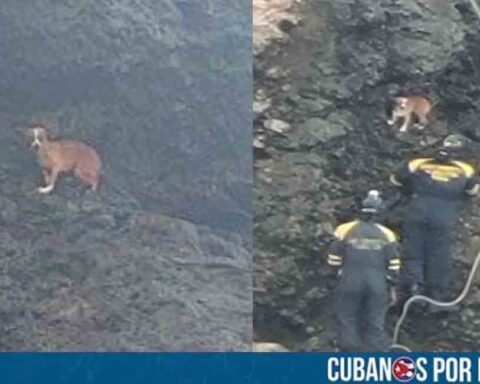 Perro atrapado en la cascada del Hotel Nacional en La Habana fue rescatado por bomberos