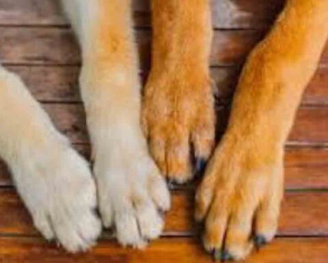 Tres perros pierden la vida en incendio de una vivienda en Florida