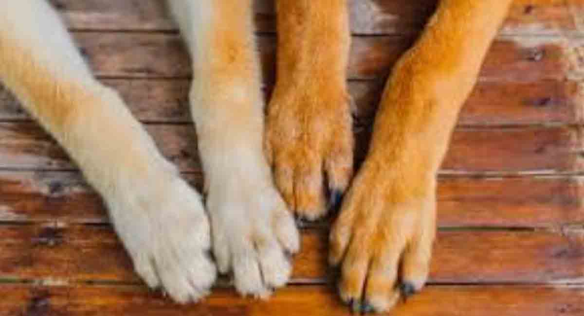 Tres perros pierden la vida en incendio de una vivienda en Florida