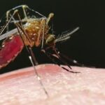 Régimen cubano reconoce la existencia de nueve menores en estado crítico por chikungunya y dengue