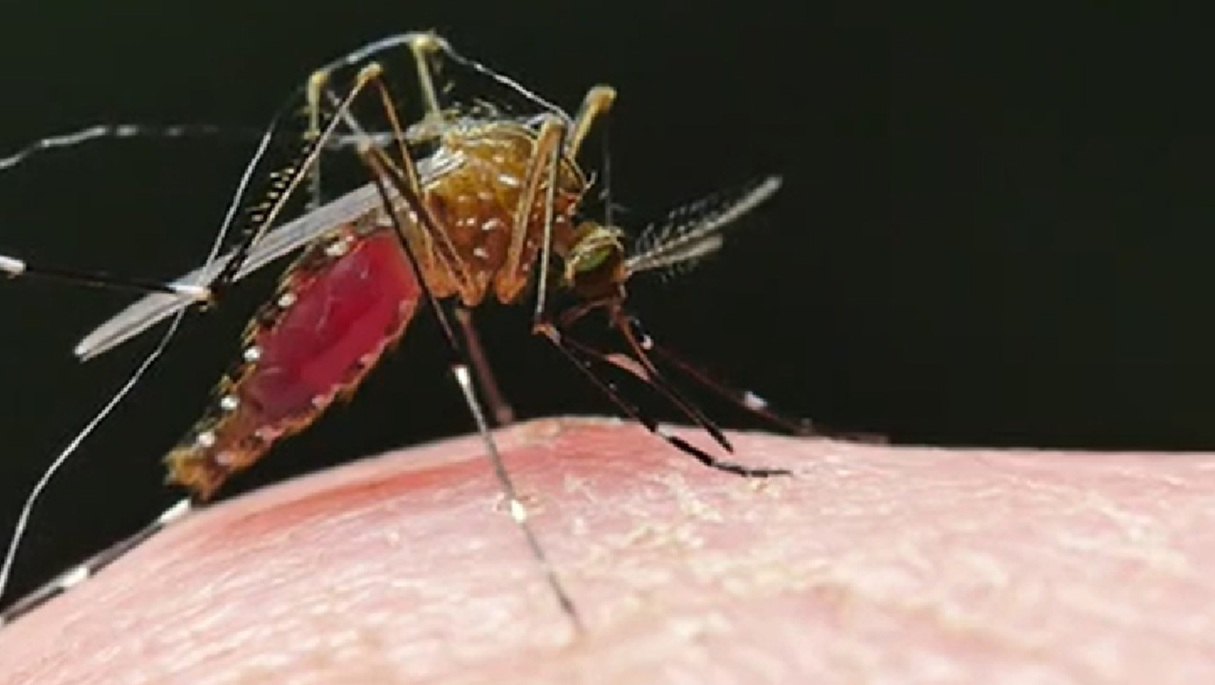 Régimen cubano reconoce la existencia de nueve menores en estado crítico por chikungunya y dengue