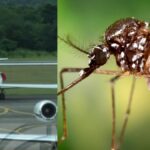 Aeropuerto de RD realiza controles especiales tras tres casos de chikungunya identificados en pasajeros procedentes de Cuba