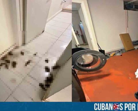Cubano en Florida denuncia que un inquilino con 30 perros destruyó su casa