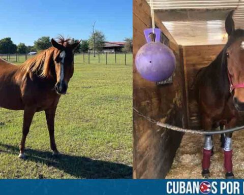 Cubano en Hialeah fue arrestado por robo de caballos