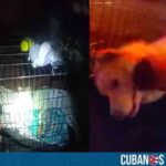 Acto heroico en Florida: Así fue cómo un oficial salvó la vida de un perro tras un incendio