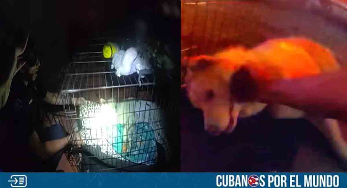 Acto heroico en Florida: Así fue cómo un oficial salvó la vida de un perro tras un incendio