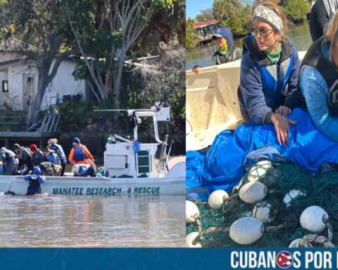 Manatí afectado por el frío fue rescatado en Florida